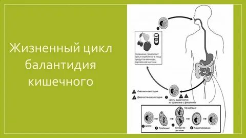 7 жизненных циклов