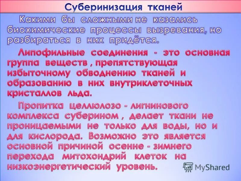 К образованию какой структуры приводит суберинизация