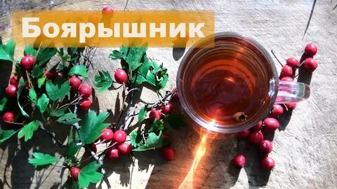 Как заваривать боярышник