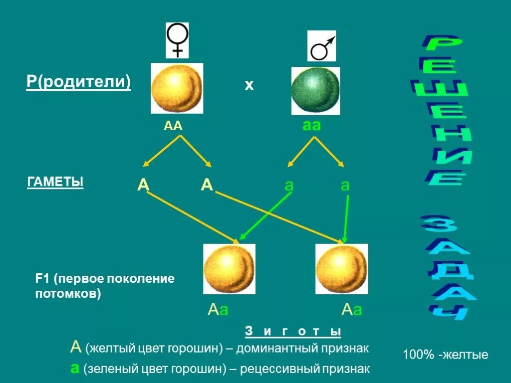 АА + АА гаметы. Гаметы родителей. Доминантный признак. Доминантные и рецессивные признаки.