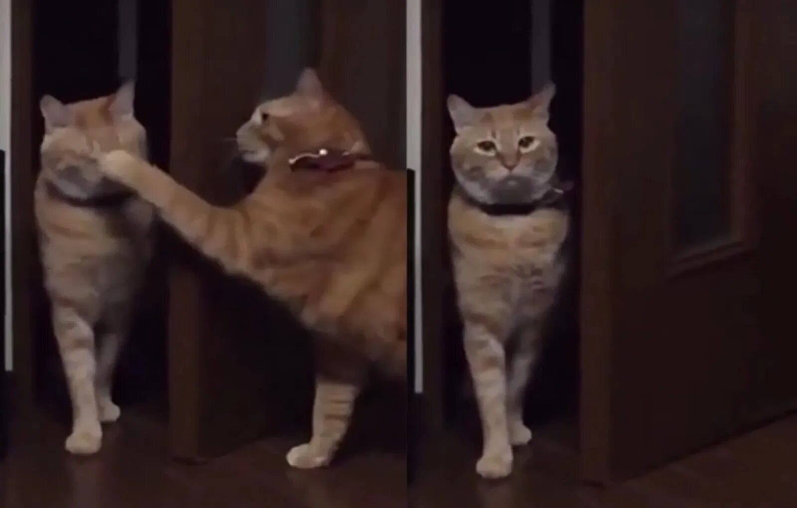 Уточка vs кошка. Смешные видеоролики. Кот нападает на камеру. Кот который всех подозревает. Нападающий кот видео.