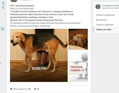 Почему собака пропадает