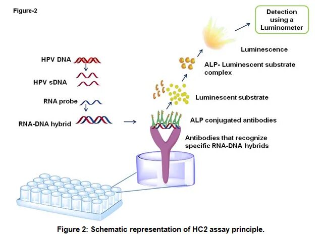 Hybrid capture hpv. Hybrid capture.