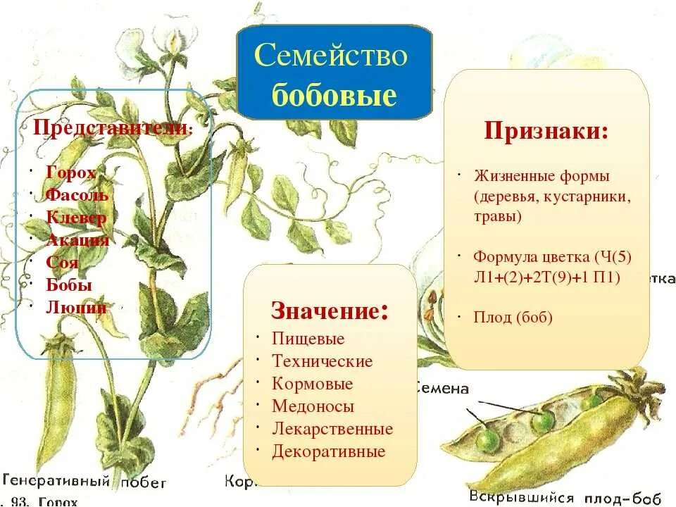 Какой стебель у фасоли