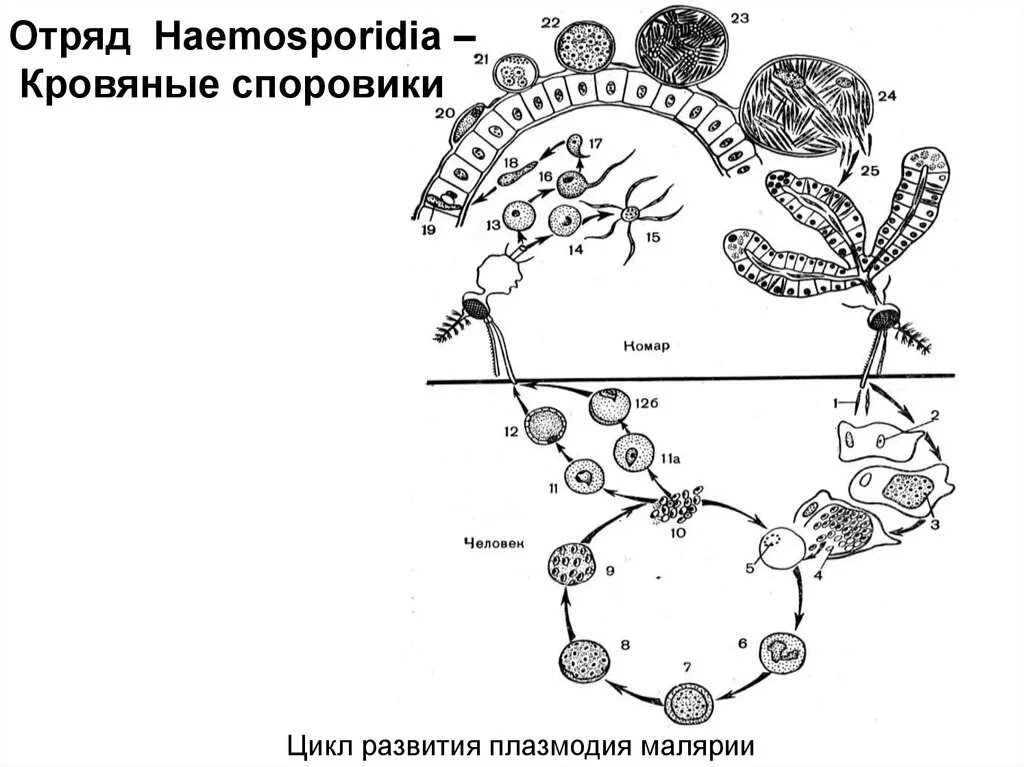 Цикл развития малярийного плазмодия схема. Рис схема цикла развития малярийного плазмодия. Жизненный цикл малярийного плазмодия схема. Стадии жизненного цикла малярийного плазмодия.