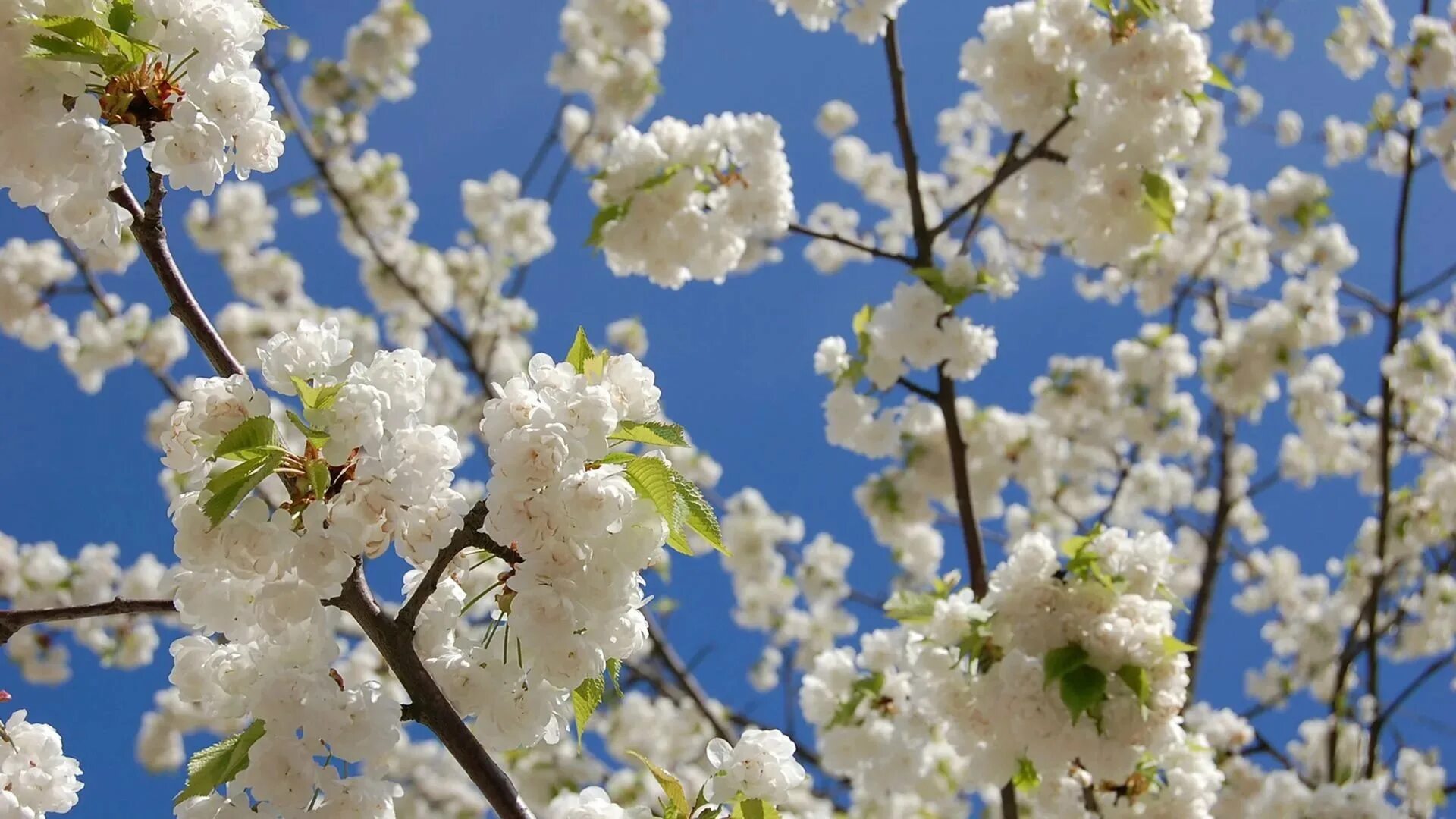 Весеннее фото на заставку. Сакура белая махровая. Весеннее цветение.. Цветущее дерево.