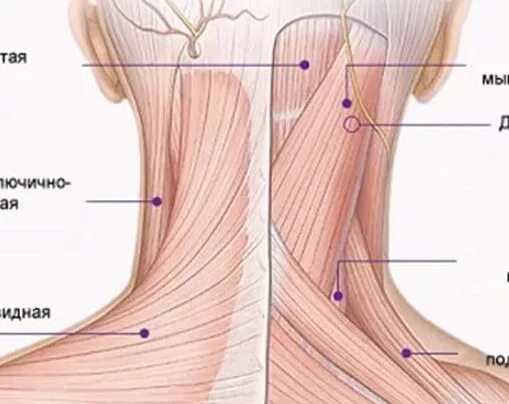 Больно поворачивать голову. Шея болит поворачивать больно. Шея не поворачивается в одну сторону и болит. Шея не поворачивается болит. Заклинивает левая сторона шеи.