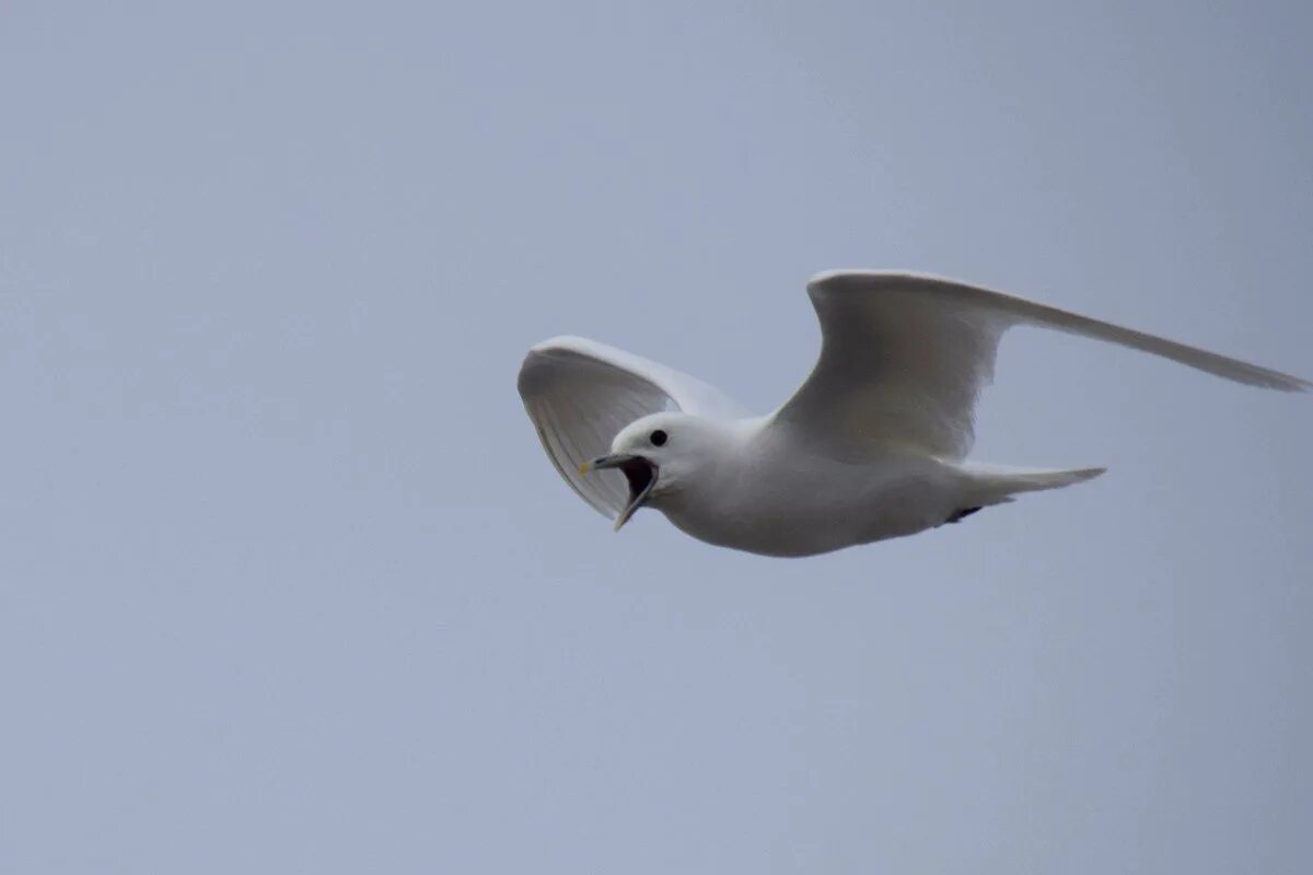 Маленькая белая чайка. Белая чайка ведьмак 3 где найти. Где найти белую чайку. Белая чайка ведьмак 3 томира. Альбедо алхимический ингредиент.