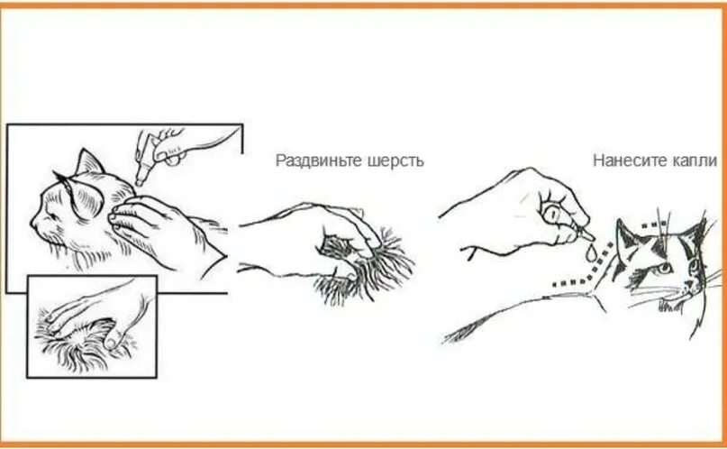 Действия кота если сема вопит. Как правильно капать капли на холку кошке. Куда капать капли от блох кошке схема. Как капать капли на холку кошке. Как нанести капли на холку кошке.