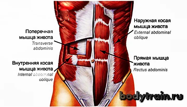 Прямые мышцы живота у мужчин. Поперечная мышца живота (m. transversus abdominis). Наружная косая мышца живота анатомия прикрепление. Внутренняя косая мышца живота функции. Внутренняя косая мышца живота направление волокон.