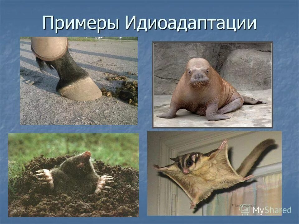 Примеры идиоадаптации у животных. Идиоадаптация примеры. Идиоадаптация примеры у животных. Примеры идиоадаптации у животных. Примеры идиоадаптации у животных.