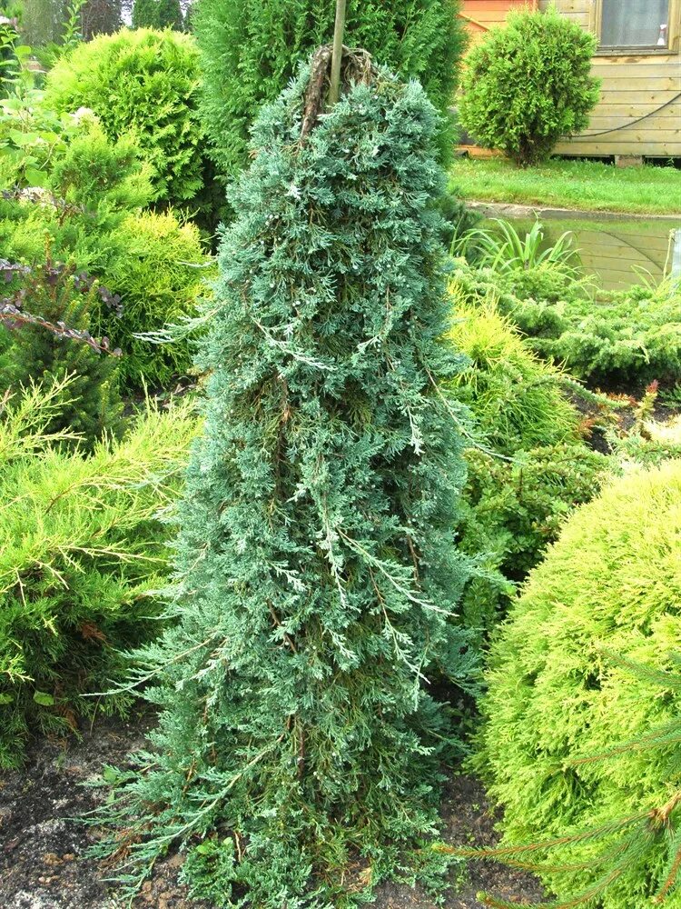 Можжевельник блю на штамбе. Можжевельник вилтони. juniperus horizontalis wiltonii. можжевельник гринмантл. можжевельник принц уэльский на штамбе.