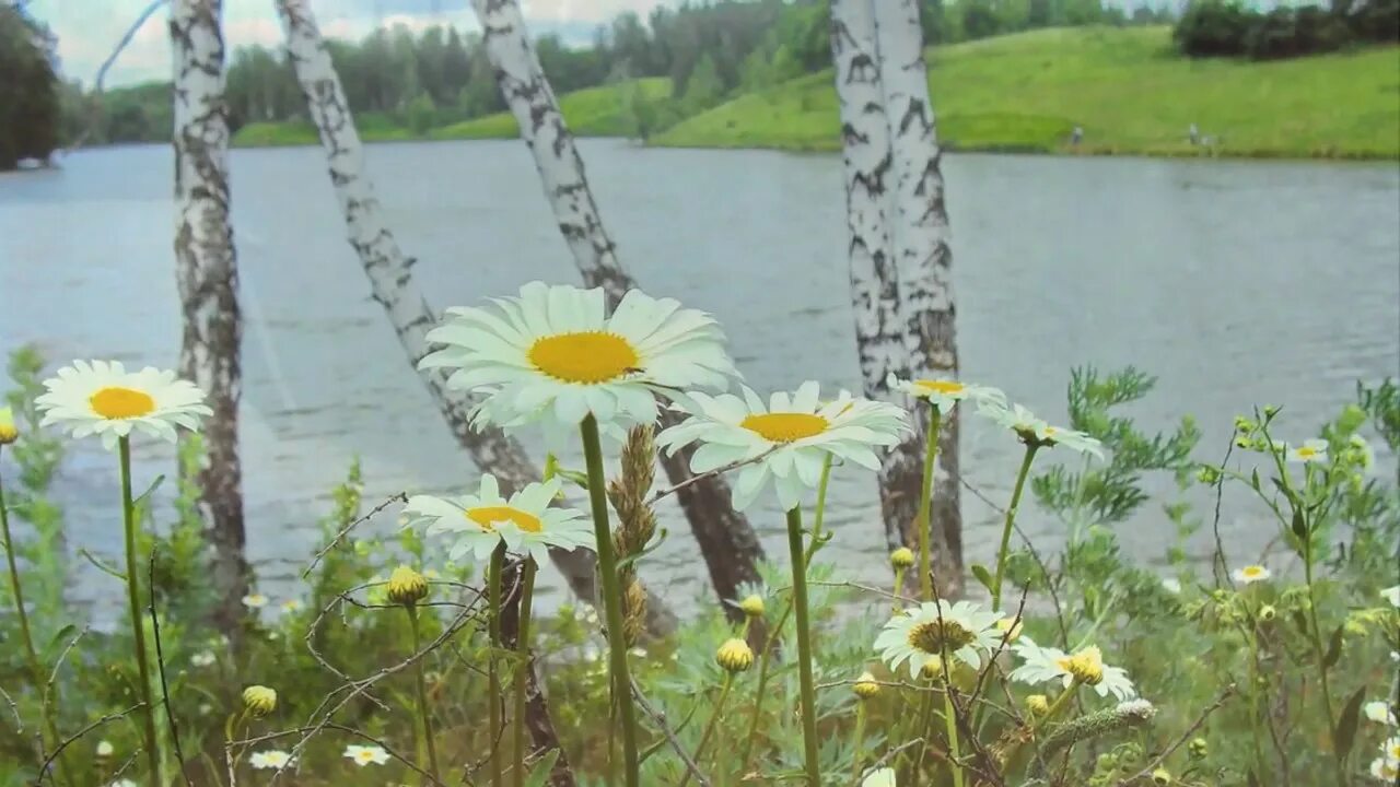 Гляжу в озера синие исполнение. Березы и ромашки. Пейзаж с ромашками. Русские березы и ромашки. Ромашки у реки.