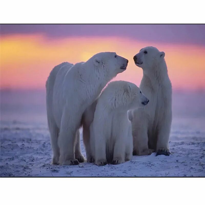 защищается от врагоабелый медведь. белый медведь защищается от врагов. животные арктики белый медведь сообщение. враги белого медведя в природе. враги белого медведя.