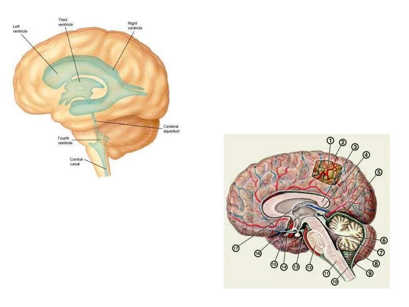 Рисунок мозга биология 8 класс. Биологии система головного мозга. Головной мозг ОГЭ. Структуры лимбической системы и ствола мозга рисунок. Медиальная поверхность мозга.