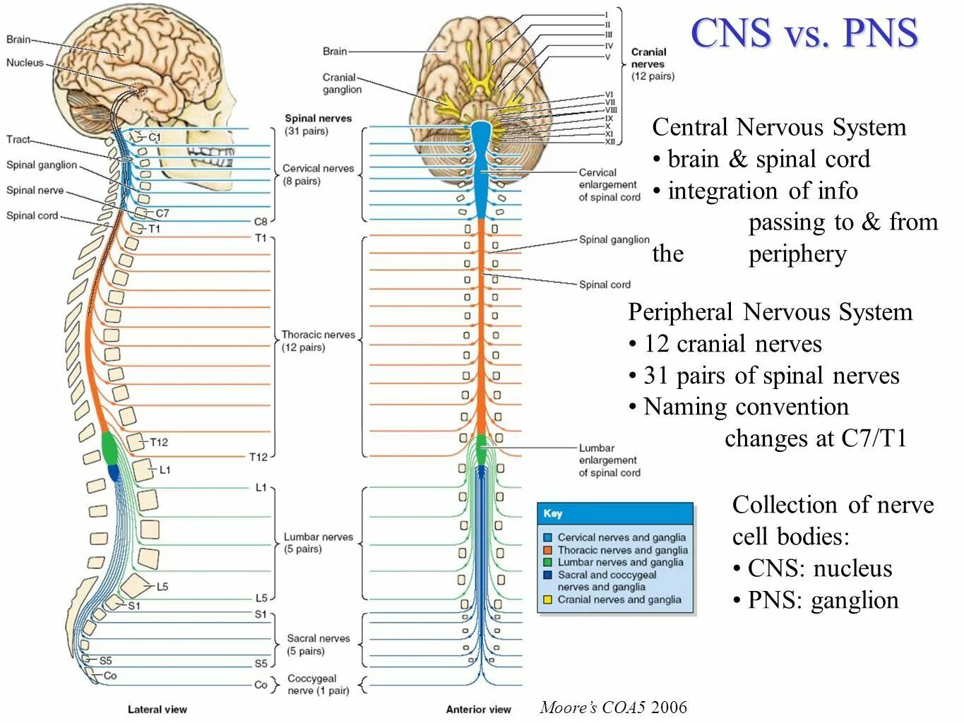 Nervous system brain. Схема строения центральной нервной системы. Строение нервной системы человека спинной мозг. Строение нервной системы головной и спинной мозг. Центральная нервная система головной и спинной мозг.