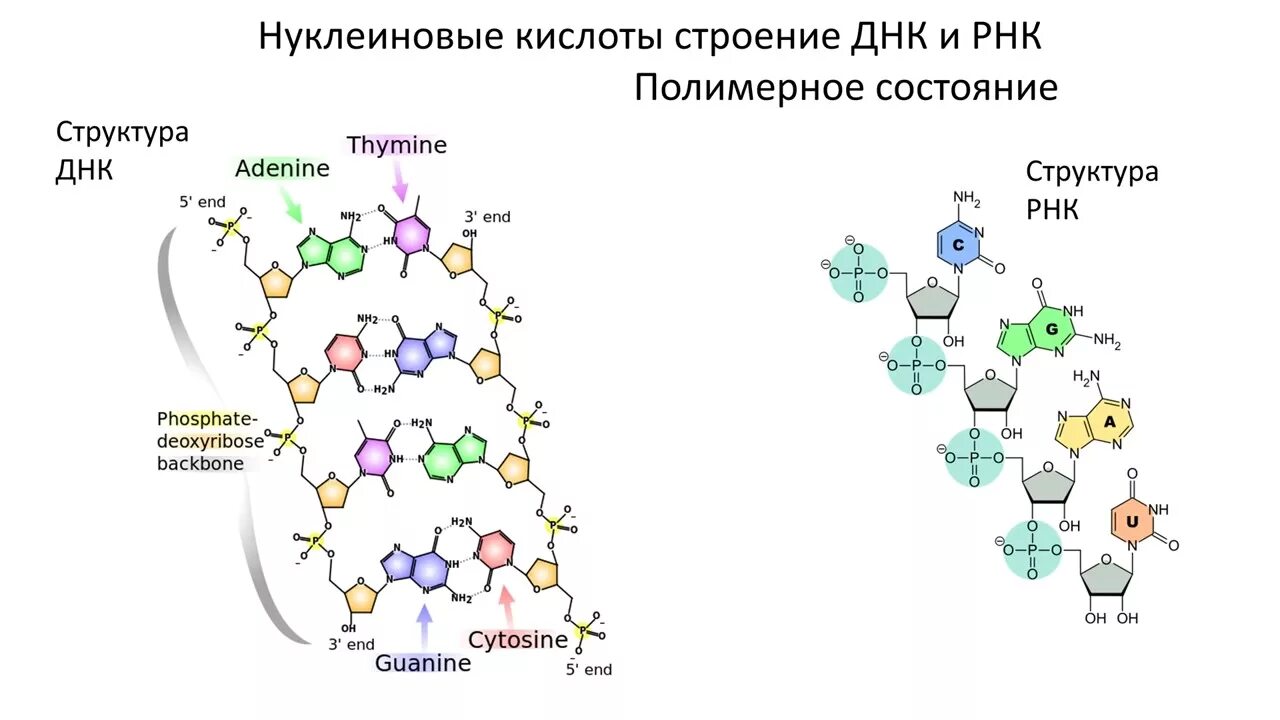 Нуклеиновые кислоты рнк функции. Строение нуклеиновых кислот ДНК И РНК. Структура нуклеиновых кислот ДНК И РНК. Структура нуклеиновых кислот РНК. Строение нуклеиновые кислоты ДНК схема.