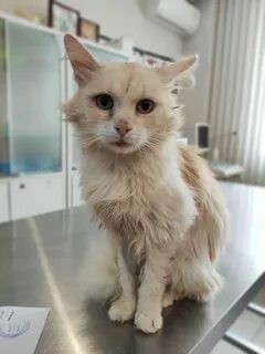 Лейкоз у кошек это