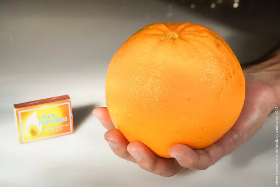 самый самый апельсин. оранжевый апельсин. огромный мандарин. огромный апельсин. самый самый апельсин.