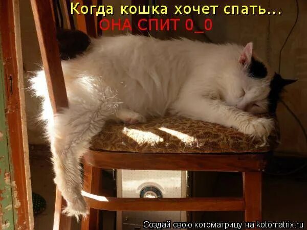 Кошка хочет спать. Кот не хочет спать. Если кошечке не спится. Кот не дает спать. Ведь она кошка и хочет спать всего