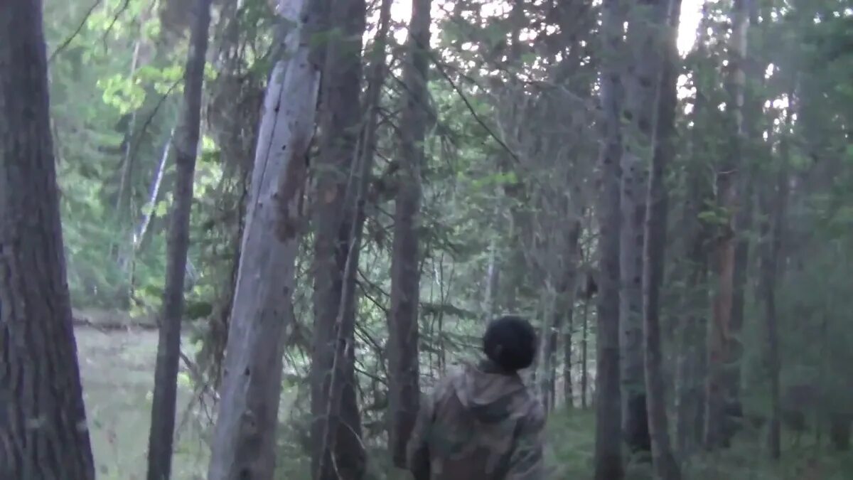 Солдат расположился на ночлег вблизи муравейника. Деревья тайги. Тайга фото. Тайга ночью. Медведь в тайге.