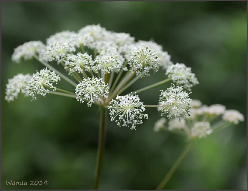 Зонтичные (umbelliferae(apiaceae)). Борщевик дягиль дудник. Зонтичные (umbelliferae(apiaceae)). Борщевик соцветие. Укроп соцветие.