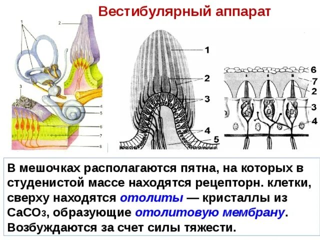 Особенности строения вестибулярного аппарата. Вестибулярный аппарат отолитовый аппарат. Мешочки вестибулярного анализатора. Отолитовый аппарат строение. Схема строения отолитового аппарата.