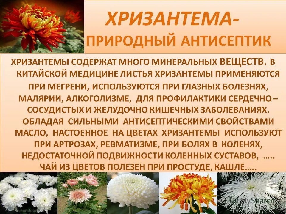 Что означает цвет хризантемы. Хризантема мультифлора размножение. Хризантемы описание цветка. Хризантема сообщение. Описать хризантему.