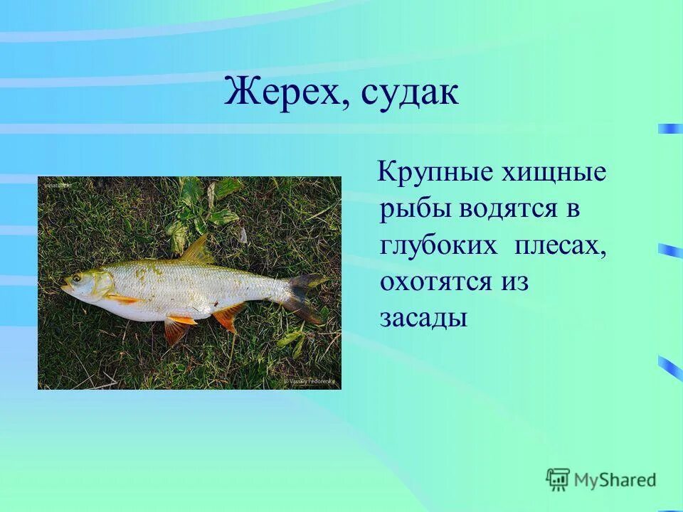 Малек жереха. Берш волжский судак. Хищные рыбы урала. Судак жерех. Жерех 20кг.