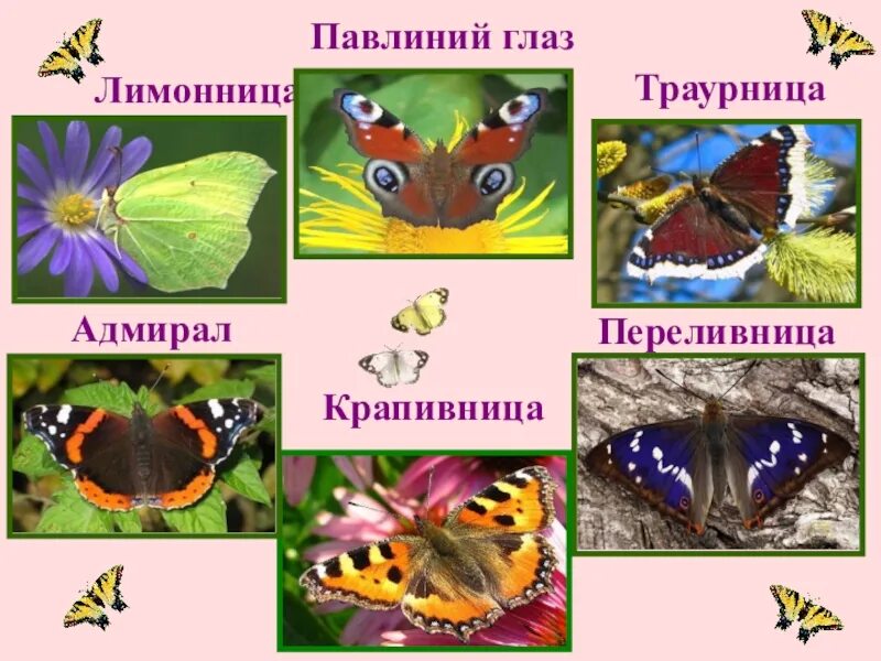 Окружающий мир 2 класс рабочая тетрадь бабочки. Адмирал лимонница траурница павлиний глаз крапивница. Крапивница лимонница Адмирал траурница. Бабочки Адмирал лимонница крапивница. Бабочка Адмирал крапивница траурница.