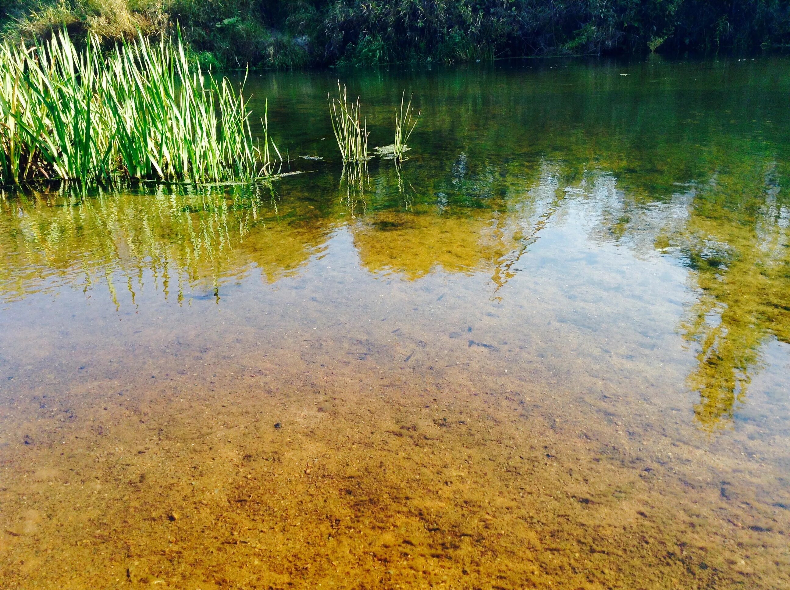 Цветение воды цианобактерии. Болотистый болотный. Болотная вода. Пресноводный водоем. Прозрачность воды в озерах