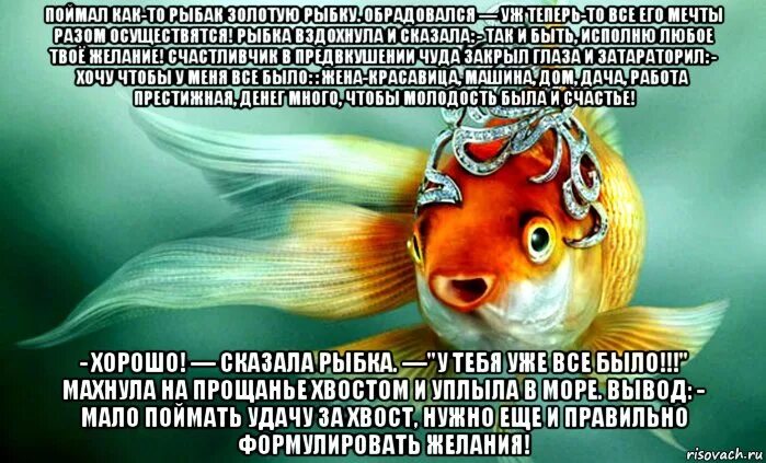 Шутки про золотую рыбку. Золотая рыбка прикол. Золотая рыбка исполняет желания. Поймал золотую рыбку.