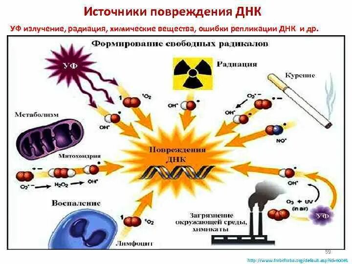 Причины повреждения ДНК. Факторы повреждающие ДНК. Радиация и ДНК. Внешние факторы повреждающие ДНК.