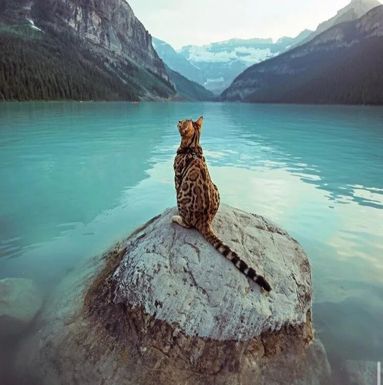 Кот живущий в горах. Сьюки кот путешественник. коты в горах. гора кошка. рыжий кот путешественник.
