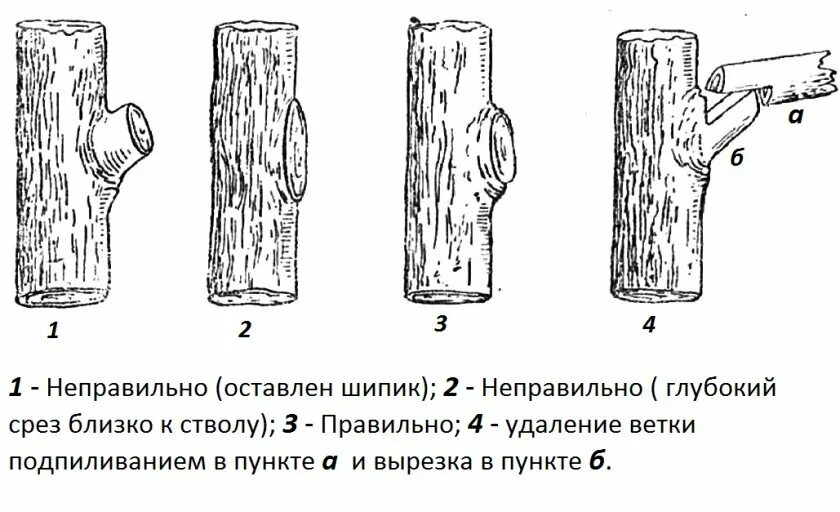 Можно ли обрезать ветки яблони. Принципы обрезки плодовых деревьев схема. Схема обрезки плодовых деревьев осенью. Обрезка сухих веток у яблони. Принципы обрезки яблонь.