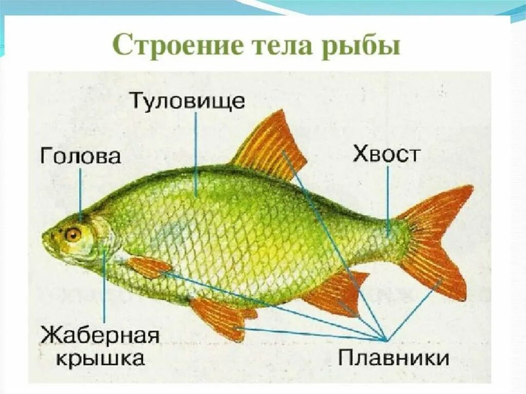 Какое тело у рыб. Строение рыбы красноперки. Строение тела рыбы. Строение частей тела рыбы. Строение рыбы схема.