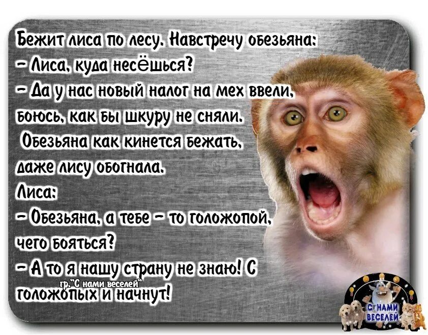 Сбежала обезьяна. Бежит обезьяна по лесу и кричит кризис. Анекдоты. Анекдот про кризис и обезьяну. Анекдоты про обезьян.