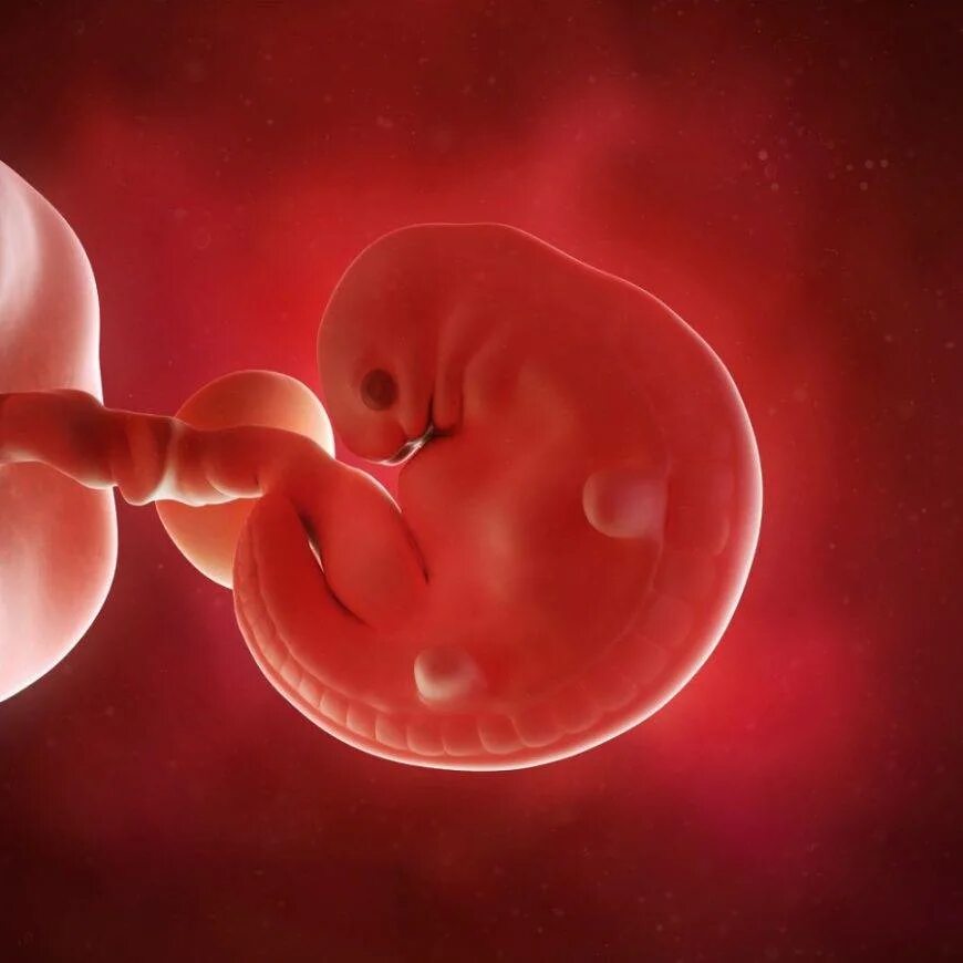 Эмбрион на 6 неделе беременности. Плод 5-6 недели беременности. 6 Недель беременности фото плода.