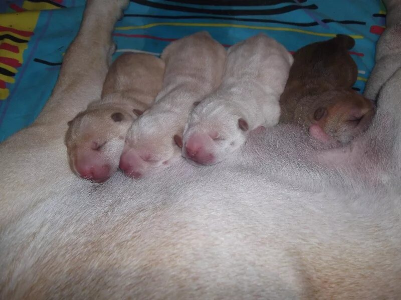 Новорожденные шарпеи. Новорождённые щенки шарпея. Шарпей щенок новорожденный. Щенки шарпея только родившиеся.