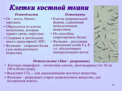 Клетки образующие костную ткань называются