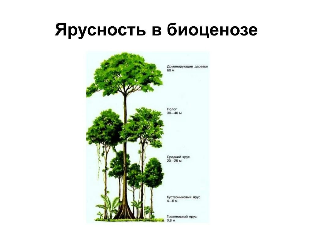 Высота яруса деревьев