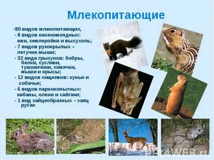 Млекопитающее 8