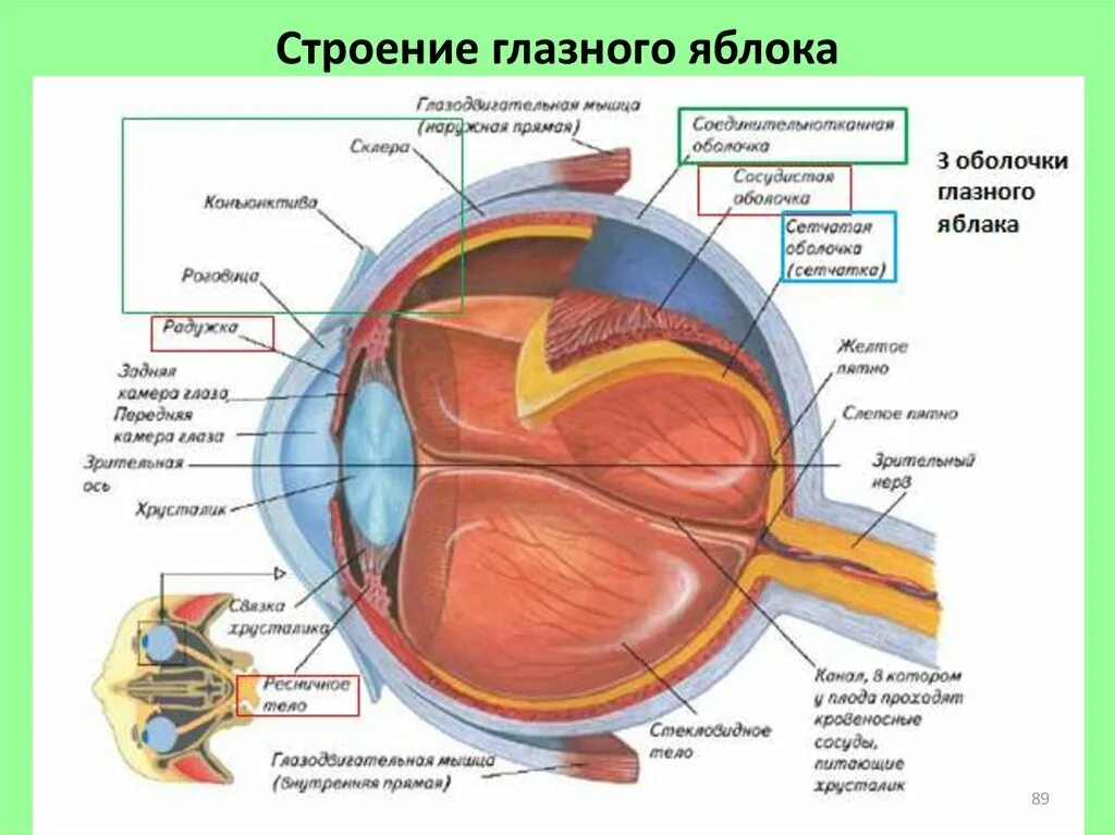 Связаны ли глаза