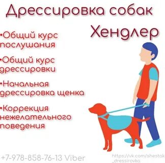 Курс обучения собак