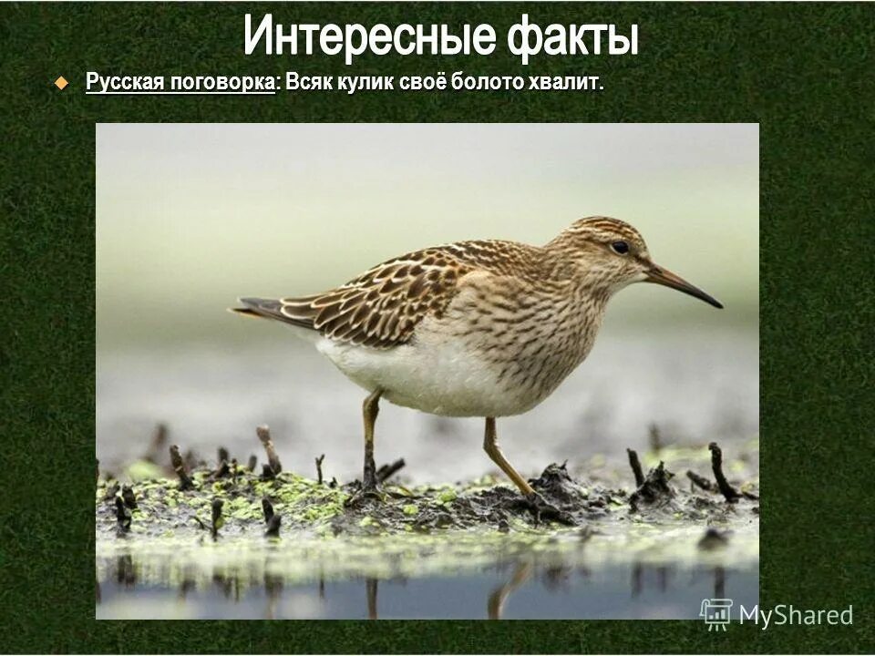 Пословица всяк кулик свое болото хвалит. Всяк Кулик своё болото хвалит. Кулик свое болото хвалит. Всяк Кулик своё болото. Кулик: "всяк Кулик свое болото.