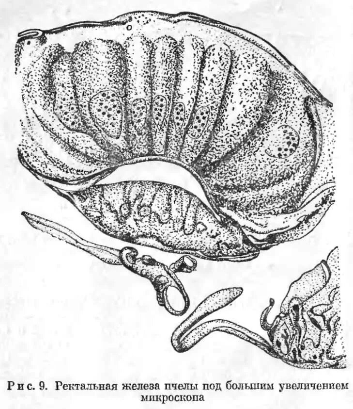 Ректальные железы. Ректальные железы насекомых. Железы пчелы. Ректальная железа у рыб.