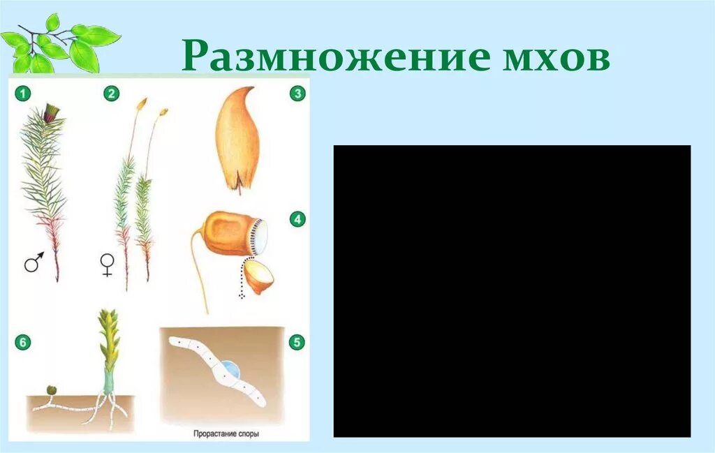 Размножение мохообразных. Размножение мхов. Размножение моховидных. Вегетативное размножение мхов. Размножение мха Кукушкин лен.