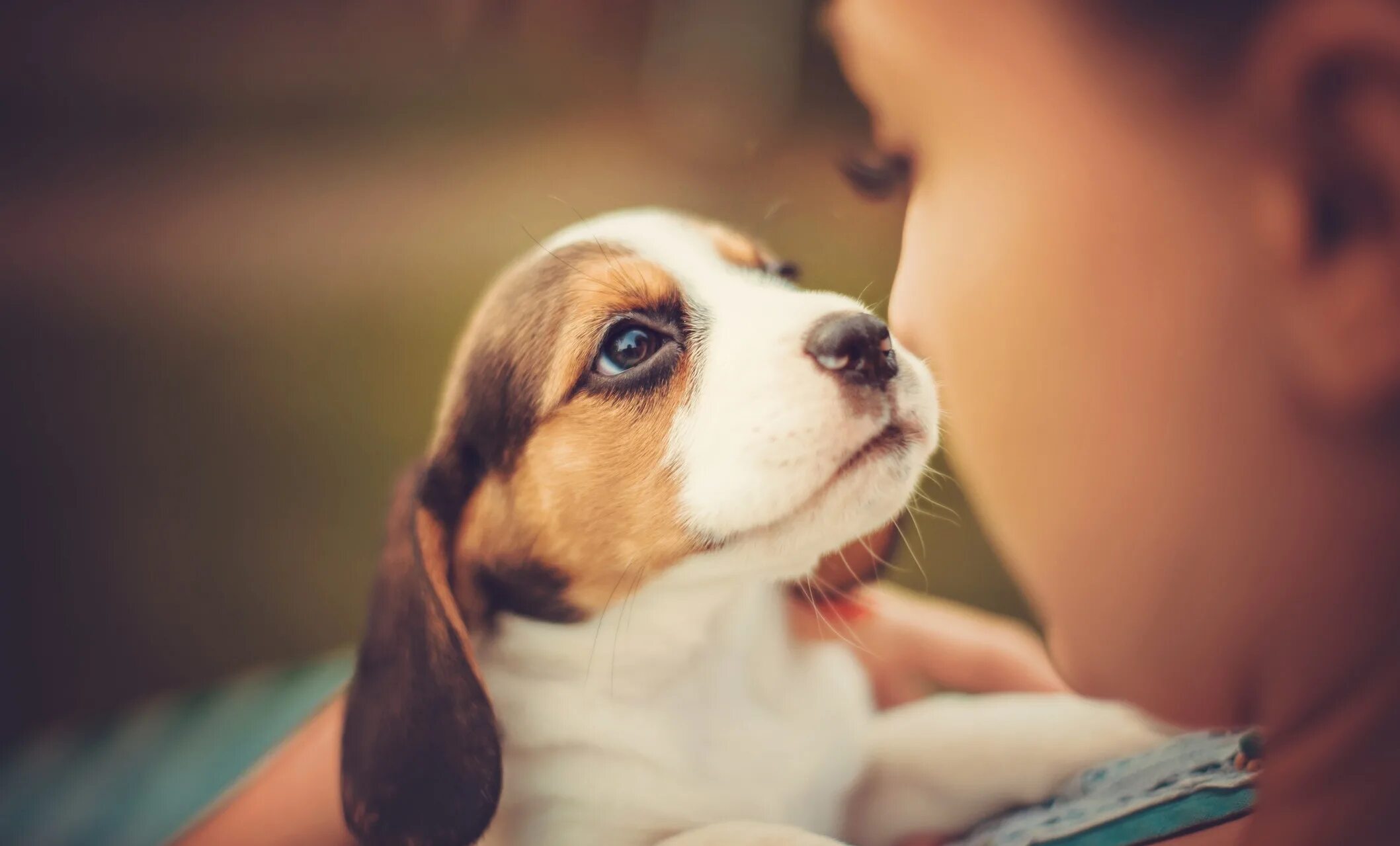 Трогательные животные. Преданность животных. Собака друг человека. Преданность собаки. Преданные животные.