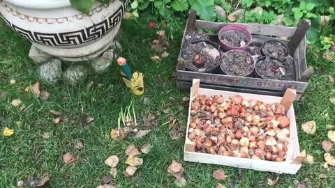 Посадка тюльпанов в горшок осенью