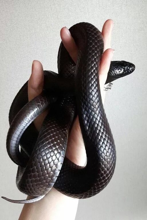 Чёрная мамба змея. Черный Техасский полоз. Черный Тиханский полоз. Декоративные змеи.